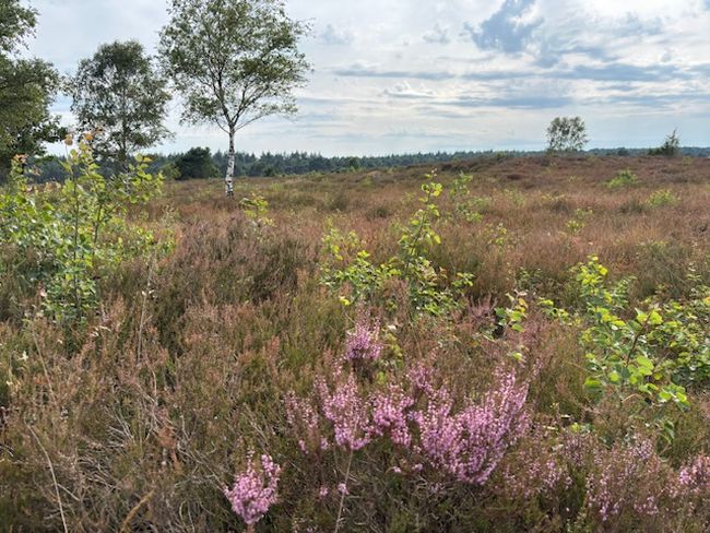 Vandaag Actueel Weer janvissersweer.nl/vandaag-actuee… Indrukwekkende 'hetebølge' (hittegolf) in Noorwegen. In Kotsøy werd gisteren de 8ste tropische dag op rij geregistreerd en het is nog niet voorbij! Bij ons vanmiddag plaatselijk forse regen- en onweersbuien. Foto: de hei begint te