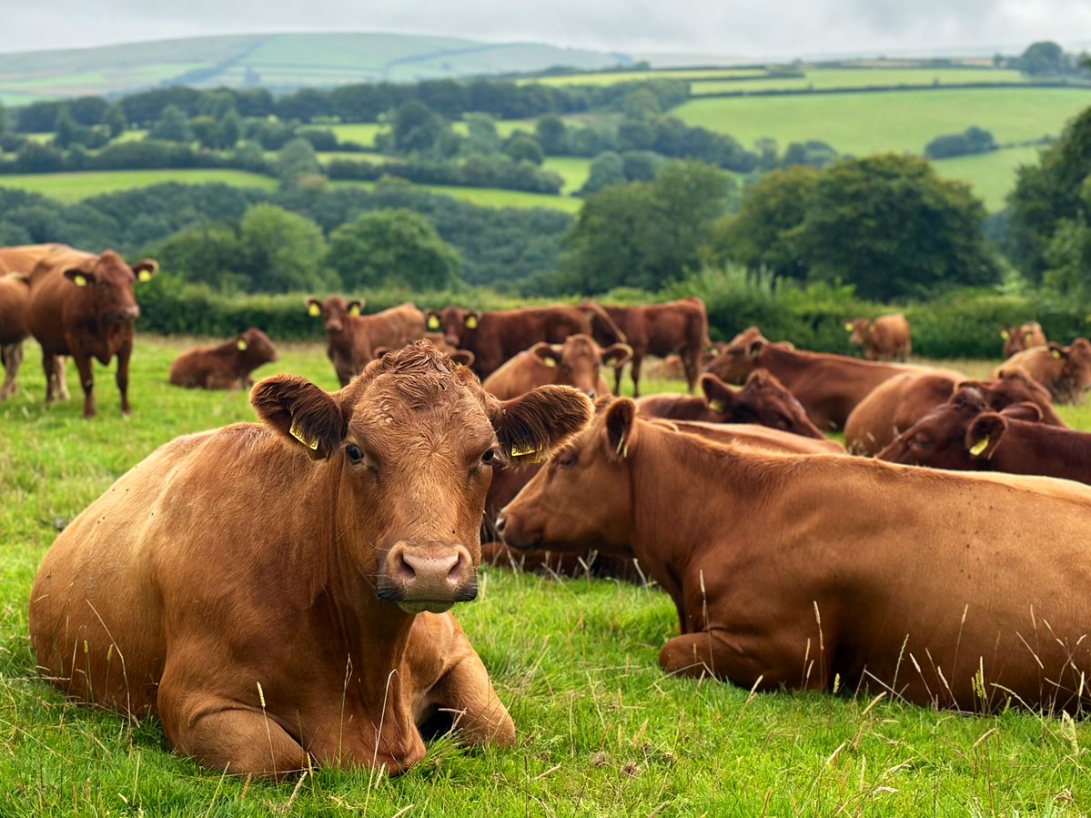 JPBWFarm's tweet image. A typical Sunday morning in the West Country, a scene repeated across the country. Sunday as it should be 🇬🇧
