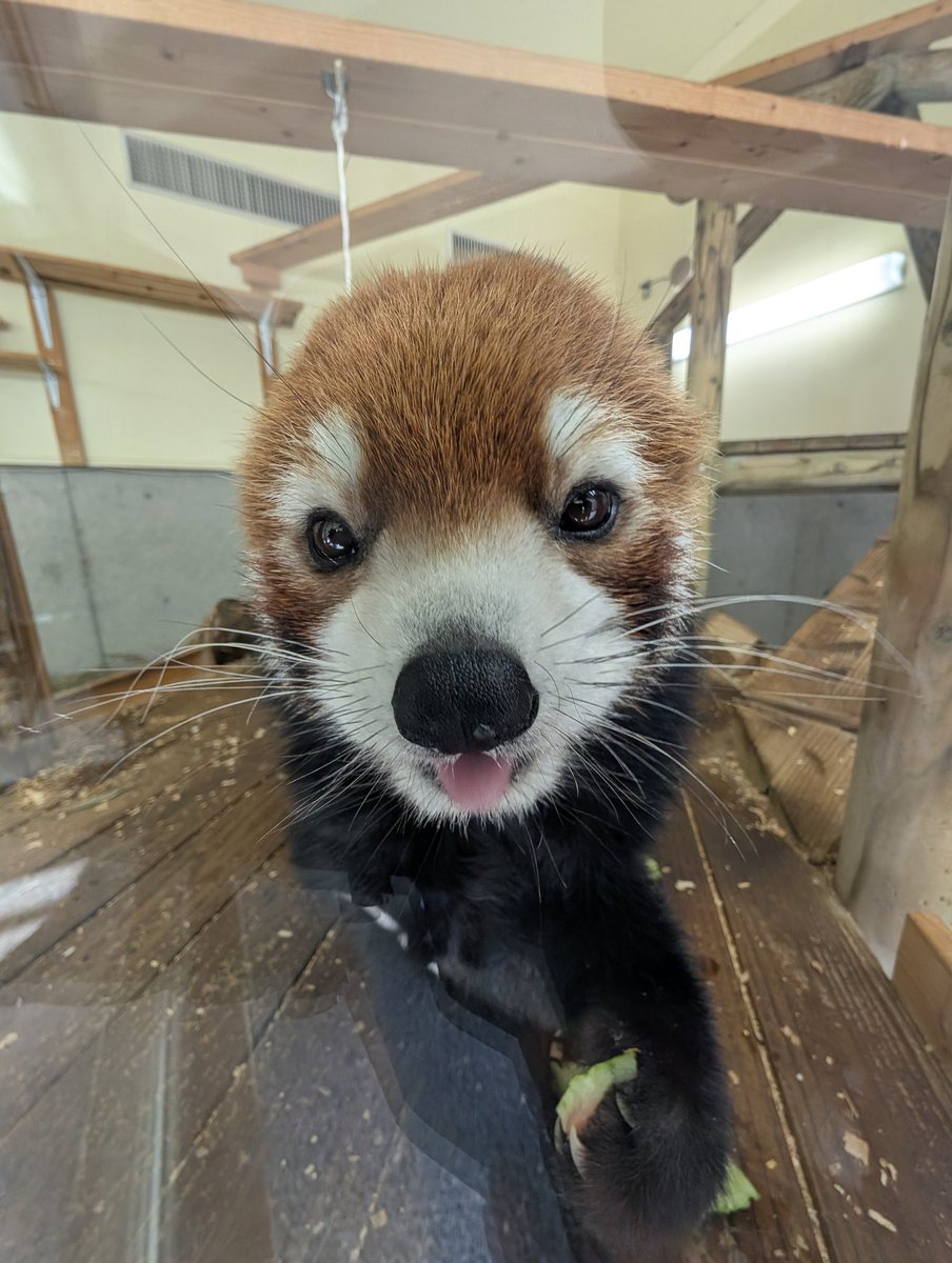 zoo_photo_itozu's tweet image. スイカを食べてご満悦

📷2025/7/20
#レッサーパンダ 笑笑（クスクス）
#到津の森公園