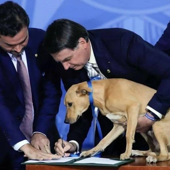 _XDogs's tweet image. Brazil's President Bolsonaro has signed a new law that increases penalties for those who mistreat pets. Direct witness of the ratification: his dog. Now those who harm cats and dogs face 24 months in prison, a hefty fine and the absolute ban on adopting other animals.❤🐾