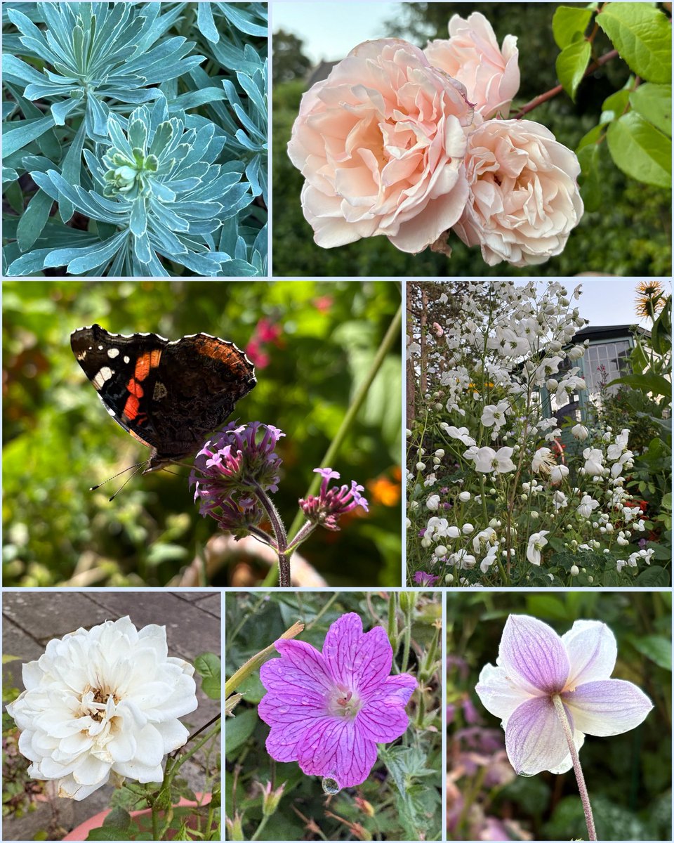 ElizAthertonSop's tweet image. Some more lovelies for #SevenOnSunday.
#Flowers #Gardening #FlowerHunting
