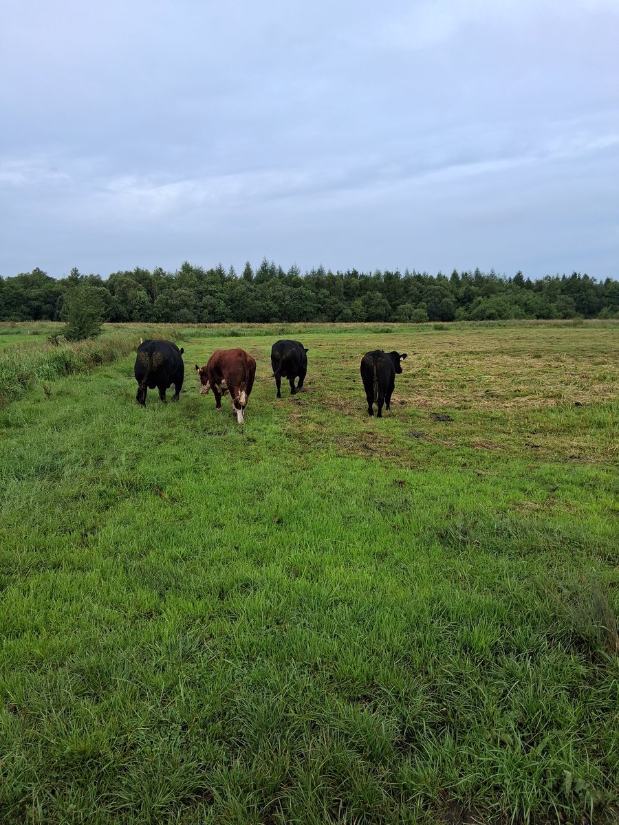 HR is putting a redundancy process in place for these lads ! off on a break by the river..............