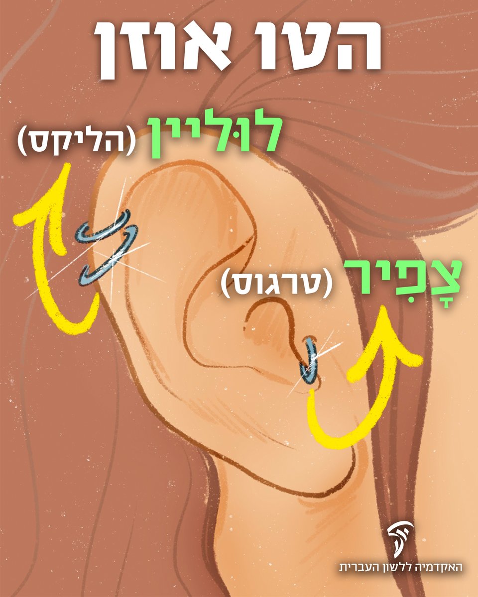 HebAcademy's tweet image. הליקס וטרגוס אינם רק סוגי עגילים – אלא שמותיהם הלועזיים של שניים מחלקי האוזן! 😮
👈🏼 הֶלִיקס (helix): חלקה הבולט של אפרכסת האוזן.
👈🏼 טְרָגוּס (tragus): הבליטה המחודדת הקטנה המסתירה את פתח מערת האוזן.
אל חשש – חלקי האוזן האלה קיבלו שמות יפים גם בעברית:
👂🏼 הליקס? לוּליין! חלק זה…