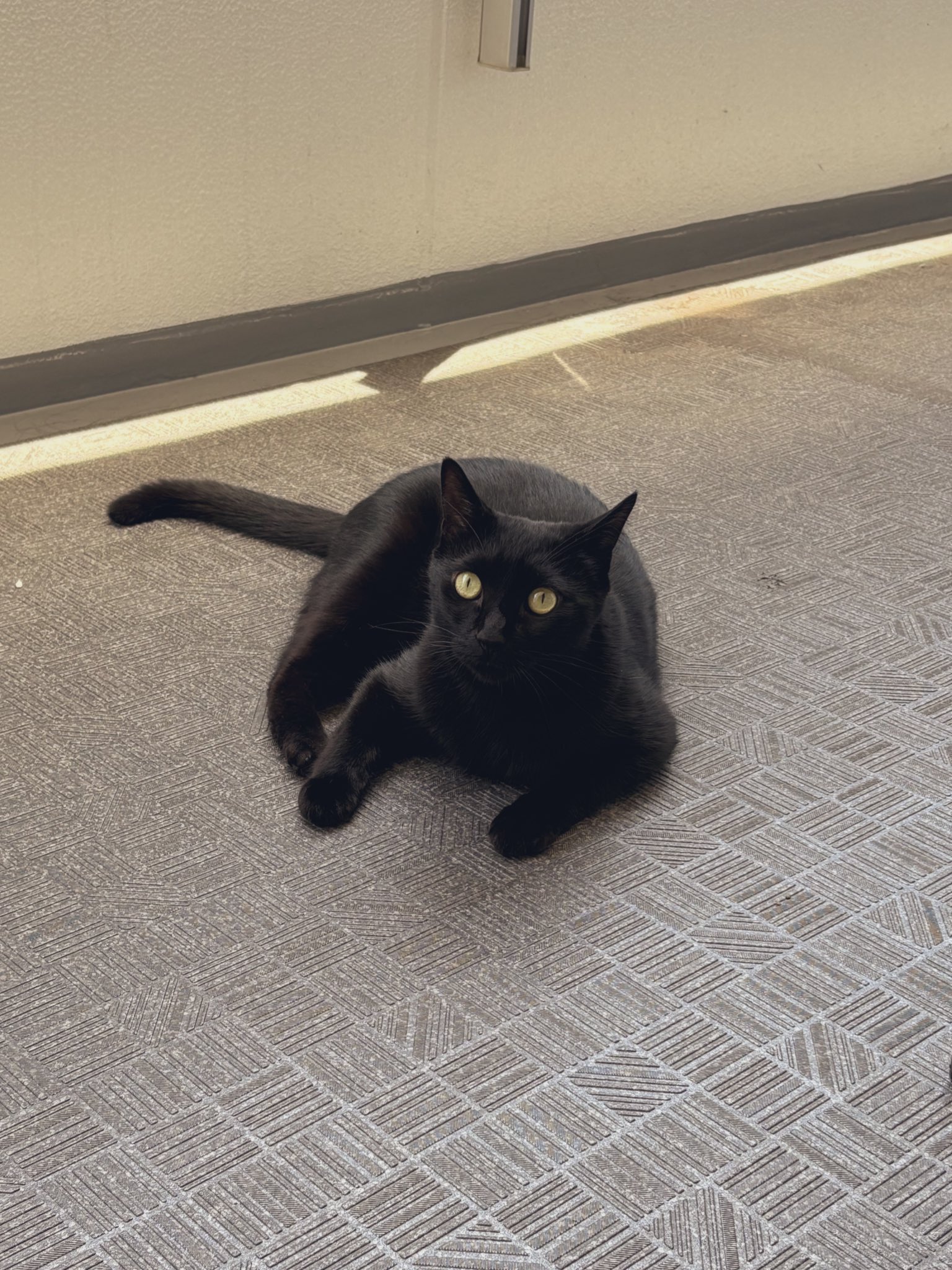 くろねこページ① 黒猫 on X: 