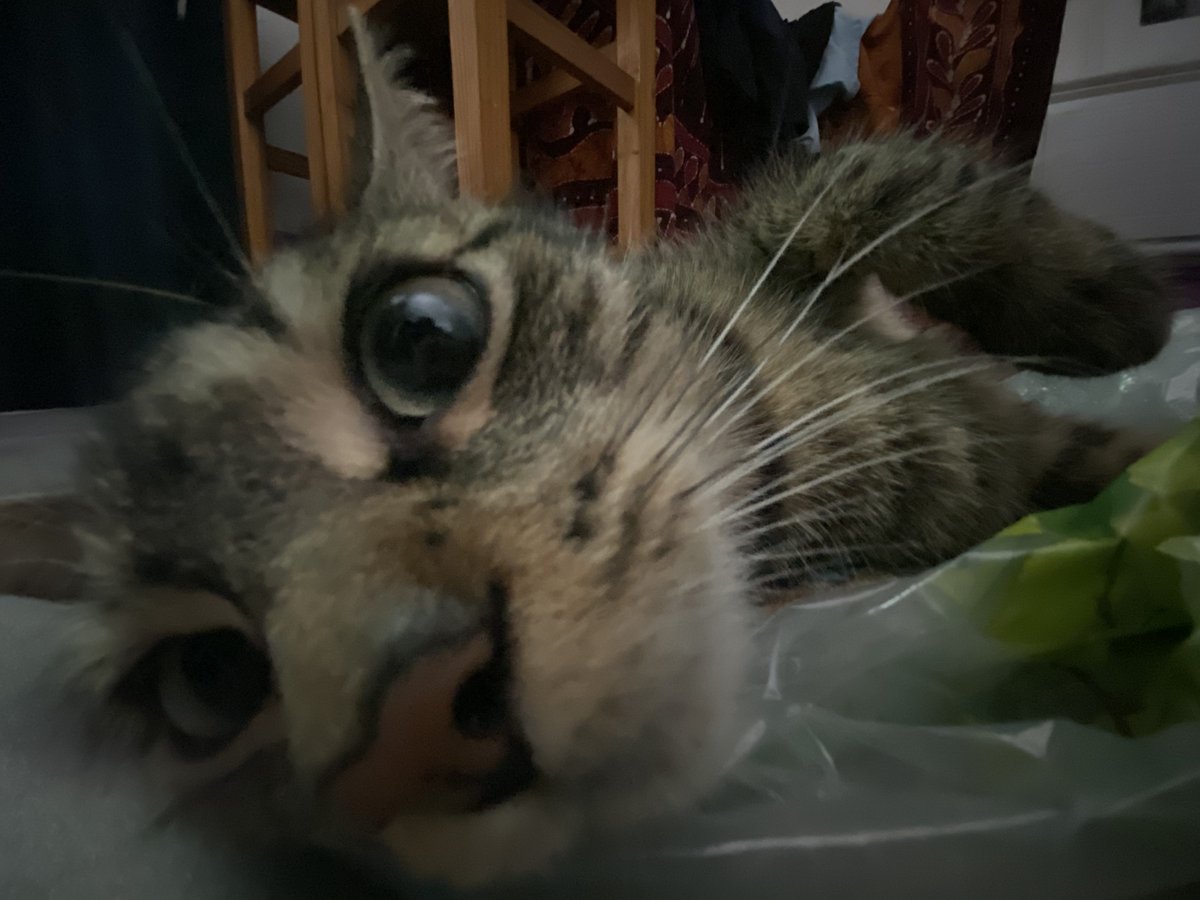 lokimimii's tweet image. omg un peu plus de 300 abonnés pour loki !! 🥳 merci les amis !!! 🫶
je vous fait bientôt le miaou reveal 😽