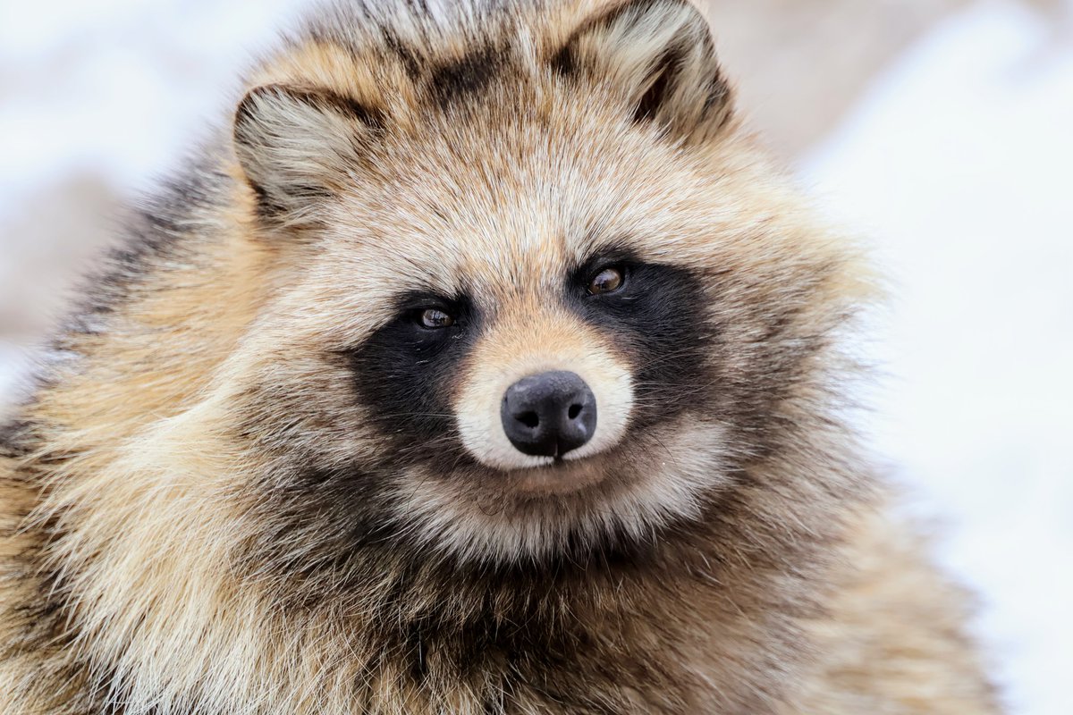 renard0214's tweet image. #全日本ポーズを決めた狸選手権
#旭山動物園 #asahiyamazoo
#エゾタヌキ #racoondog #tanuki
こたぬき
📷️2025.03