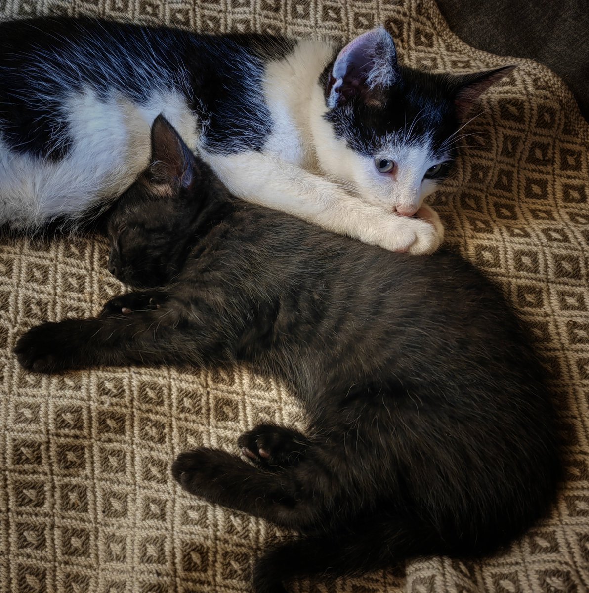 Good Morning, #cats and significant others 🤞 🌄 Rain. So these two are busy... 🤷🏼‍♂️ 😬 👀🙀😹💤💤💤 #cats #AdoptDontShop #straycats
