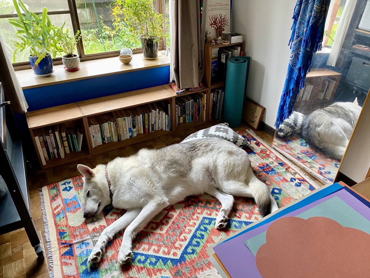 _riya's tweet image. サンはエアコンきんきんの部屋で昼寝
その隙に人間は選挙へ