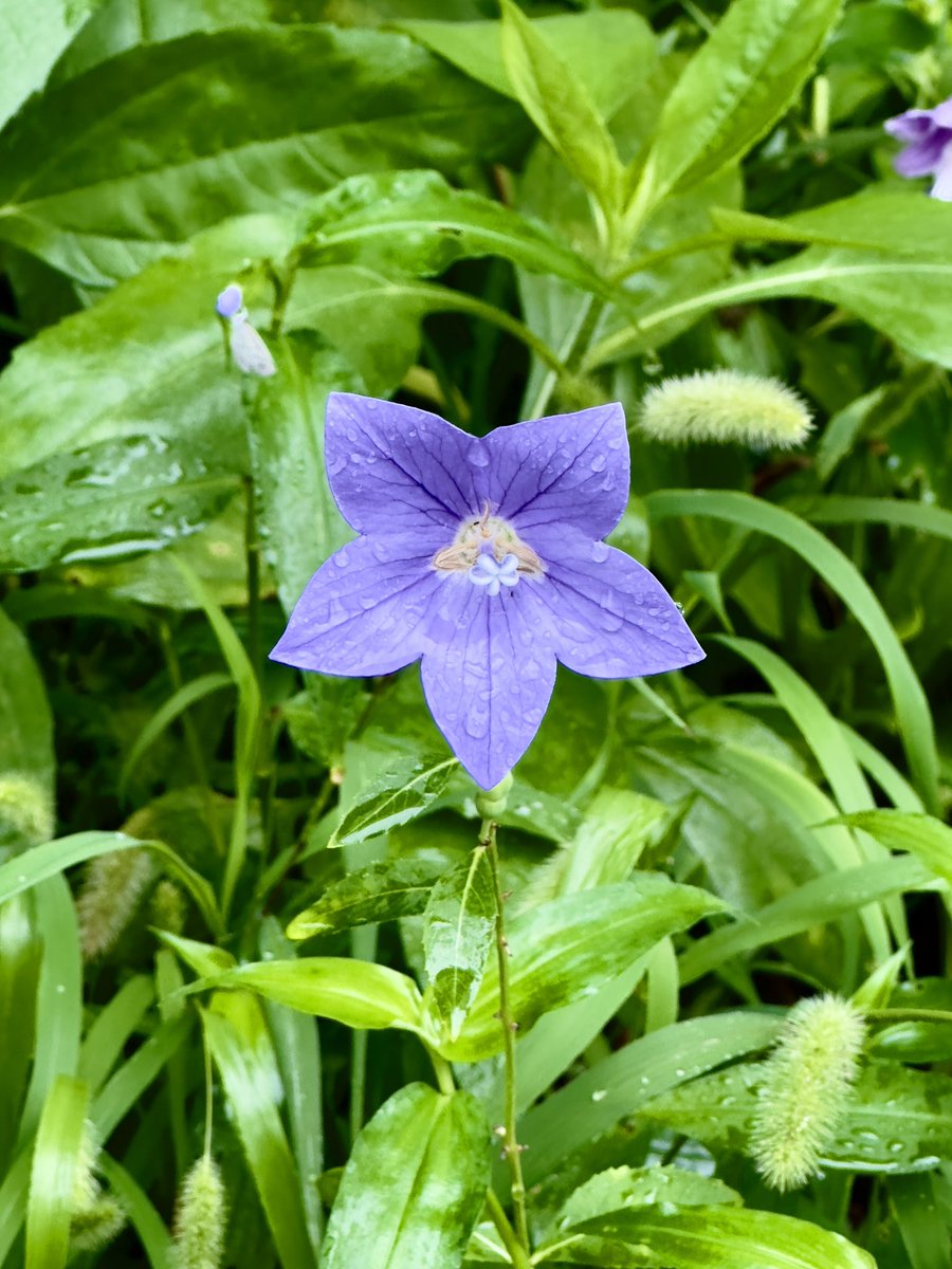'영원한 사랑' 

보라색 도라지 꽃의 꽃말입니다. 

“도라지꽃은 주로 흰색과 보라색으로 피어나며, 하늘을 닮은 아름다운 별 모양의 꽃잎을 가지고 있습니다.”

꽃이 행복이다💙💜🩷