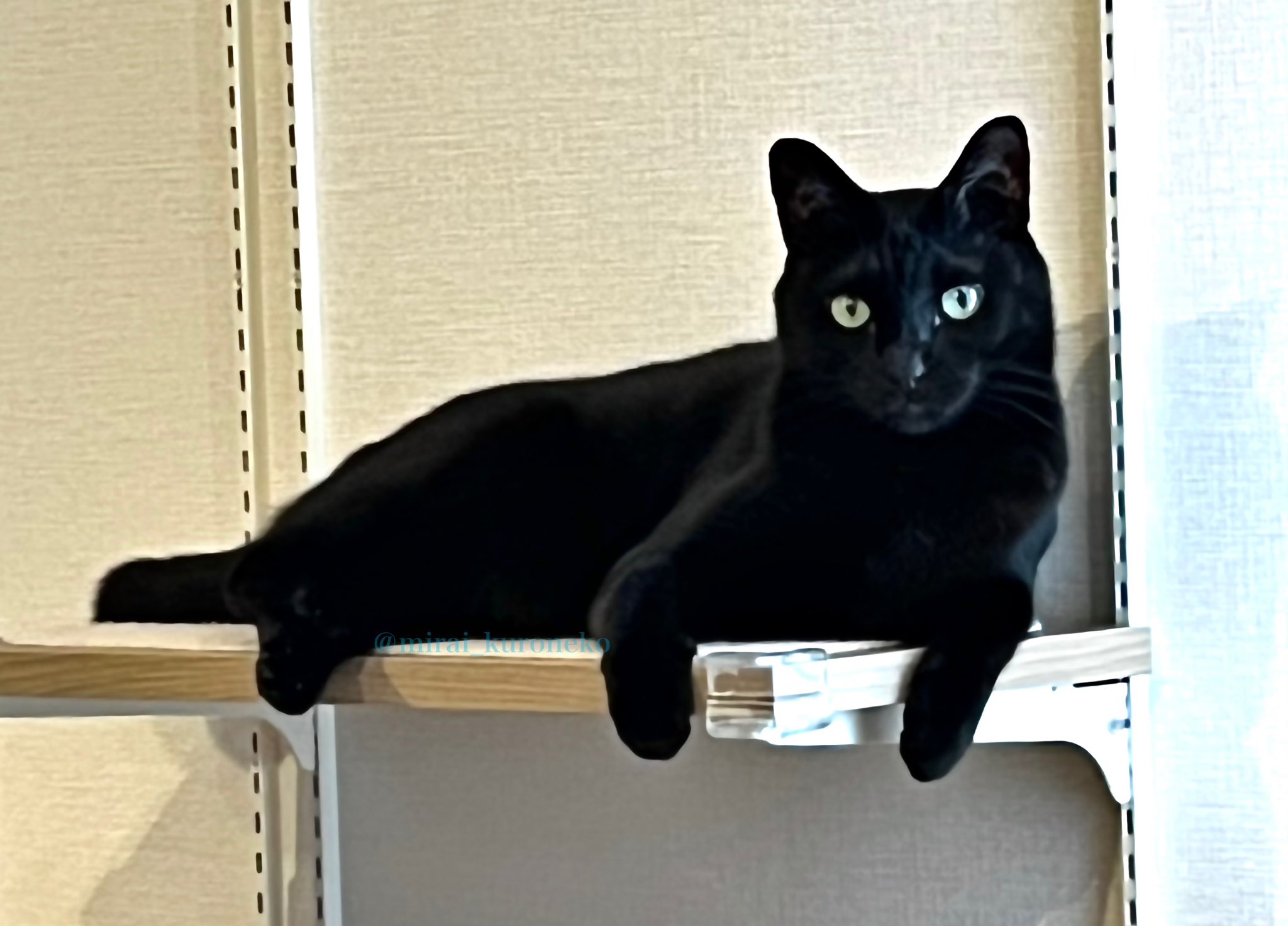くろねこ 黒猫つくねちゃん太しっぽ on X: 