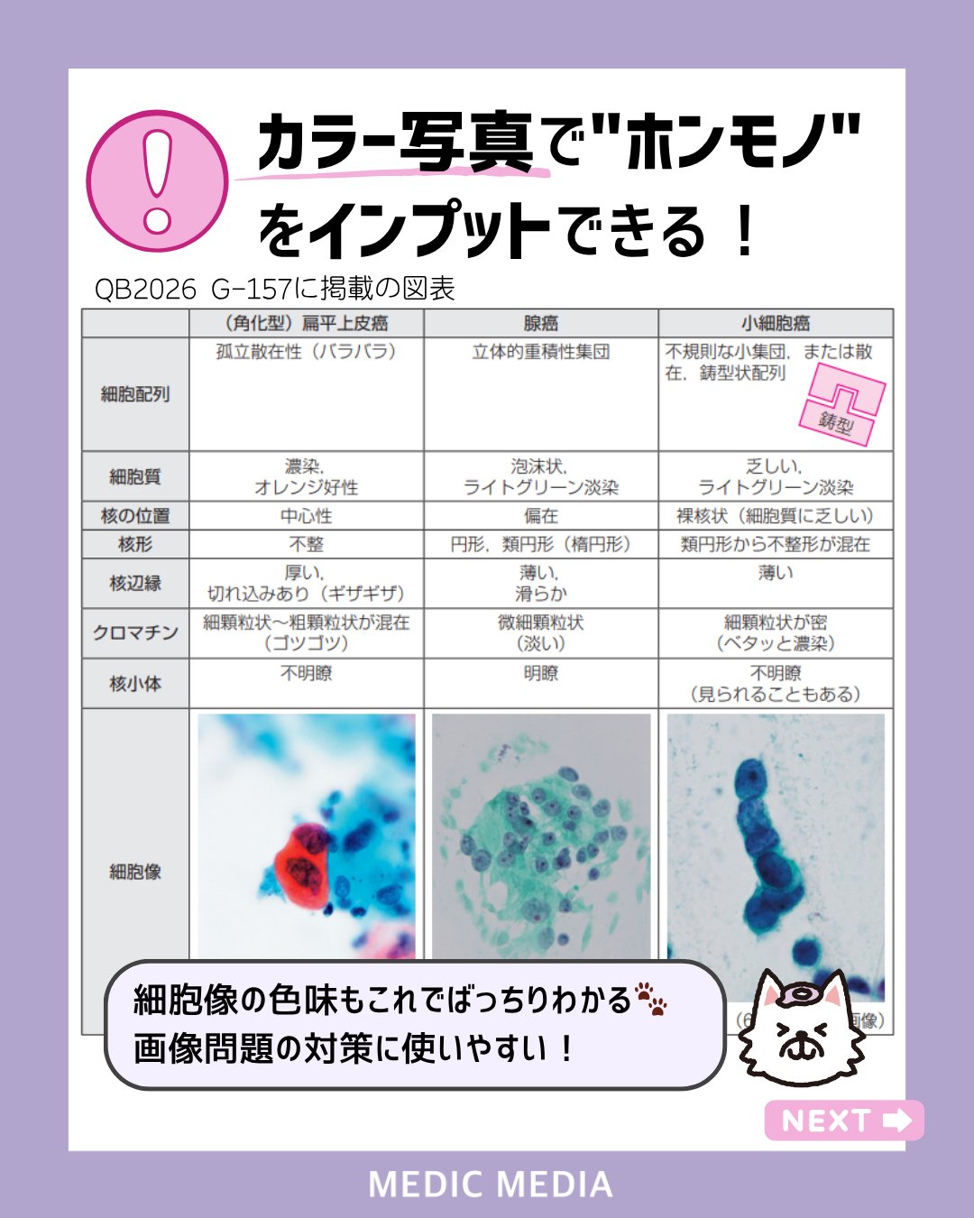 臨犬スッピー🐾【メディックメディアQB臨床検査 公式