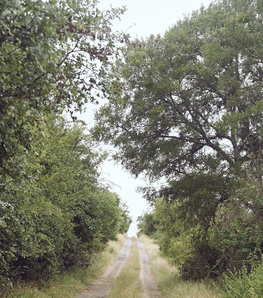 emctweep's tweet image. Sundays are for nature, nature trails and grasslands.