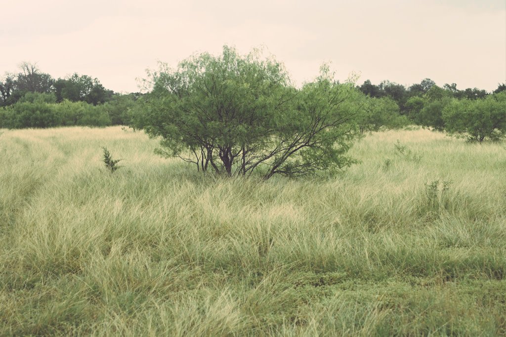 emctweep's tweet image. Sundays are for nature, nature trails and grasslands.