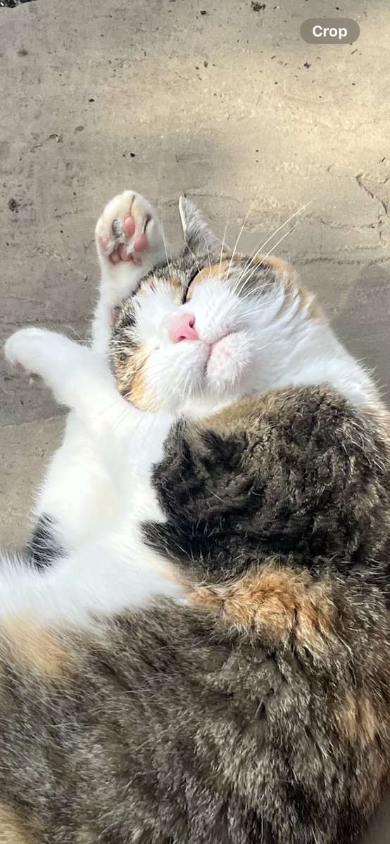 Butter-wouldn’t-melt Hissypants Violet brought a mousey 🐁 in with her late last night and then dropped it as soon as she saw her food bowl filled with fresh chimcken. The 🐁 fled and is now hiding somewhere in the house and muvver is 🙀🙀🙀🙀