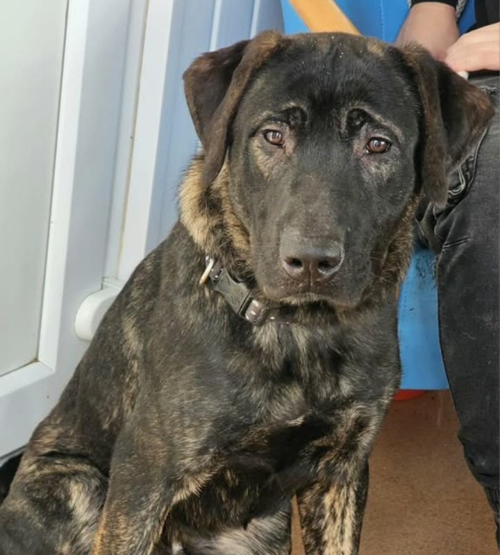 #sundayvibes Give Marley 11 months, medium / large #crossbreed a share

💔Marley was left at a boarding kennels by his previous owner, they just never came back for him💔

He is sweet, loving, clever &amp; active. A happy, healthy pup who is curious &amp; playful

Super dog friendly.