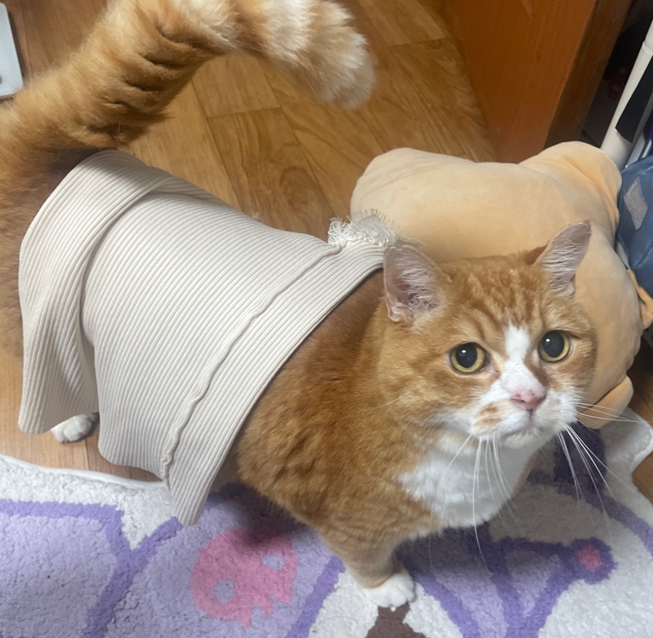 뽀뽀누나 냉장고사면서 건조기도 삼
미안함 건조기 처음써봤음
미안함 언니니트가 고양이도 못입게 작아짐
미안함 건조기 처음4 써봣음