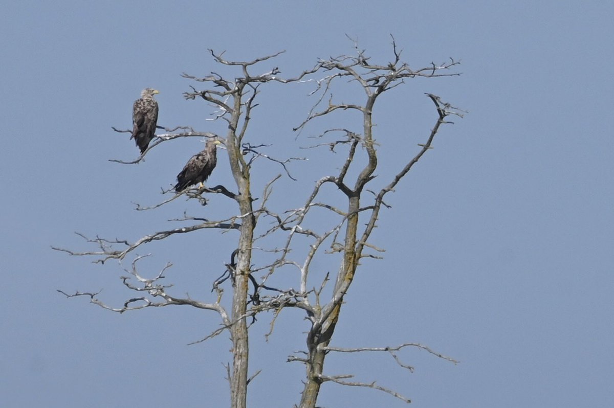 Merikotkat luodolla.