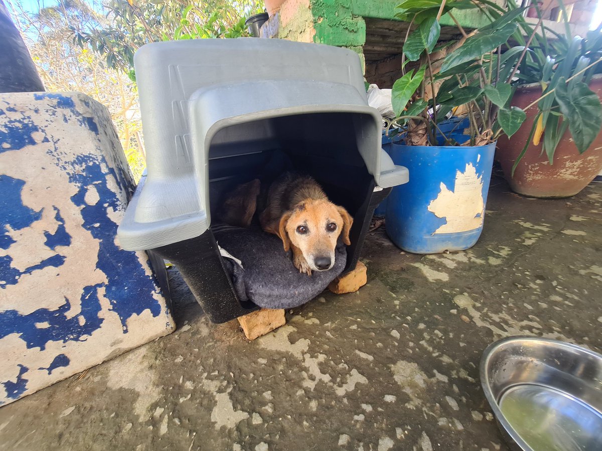lolsielove's tweet image. Yesterday we spent time on farms educating the workers on caring for their animals,from basic needs like food,shelter and love to important topics like vaccinations,deworming,and sterilisation. Education is such a powerful tool, and days like this remind us why we do what we do