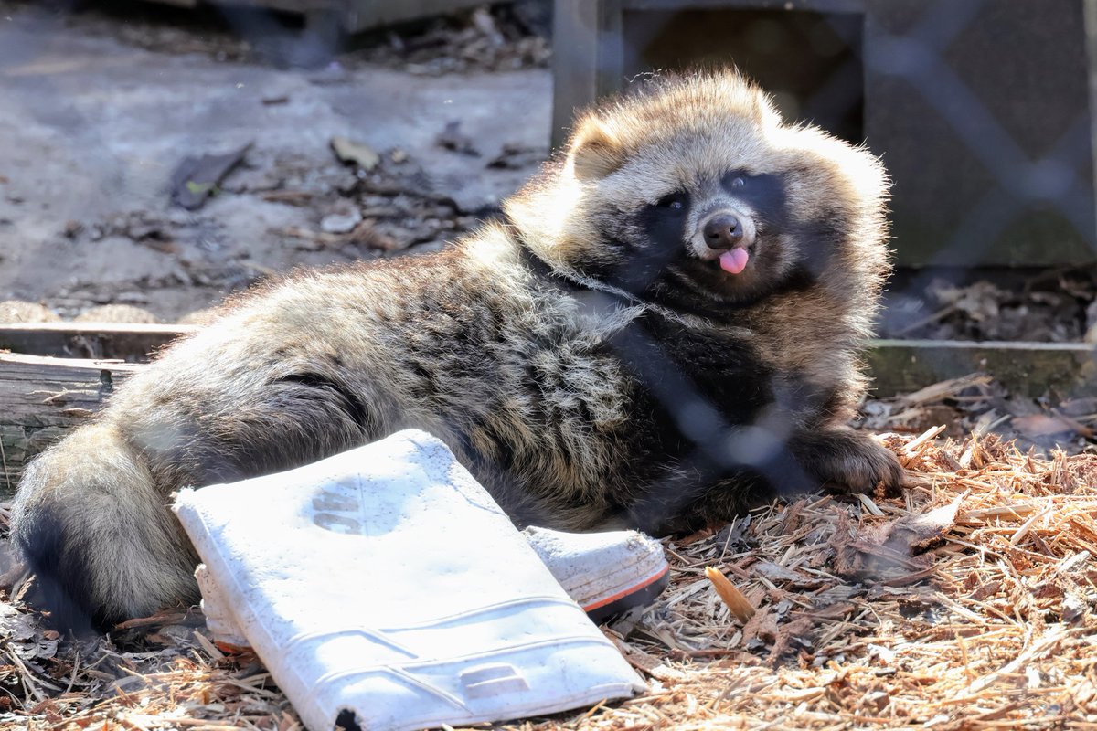 renard0214's tweet image. #全日本ポーズを決めた狸選手権
#旭山動物園 #asahiyamazoo
#エゾタヌキ #racoondog #tanuki
#そら
📷️2025.04