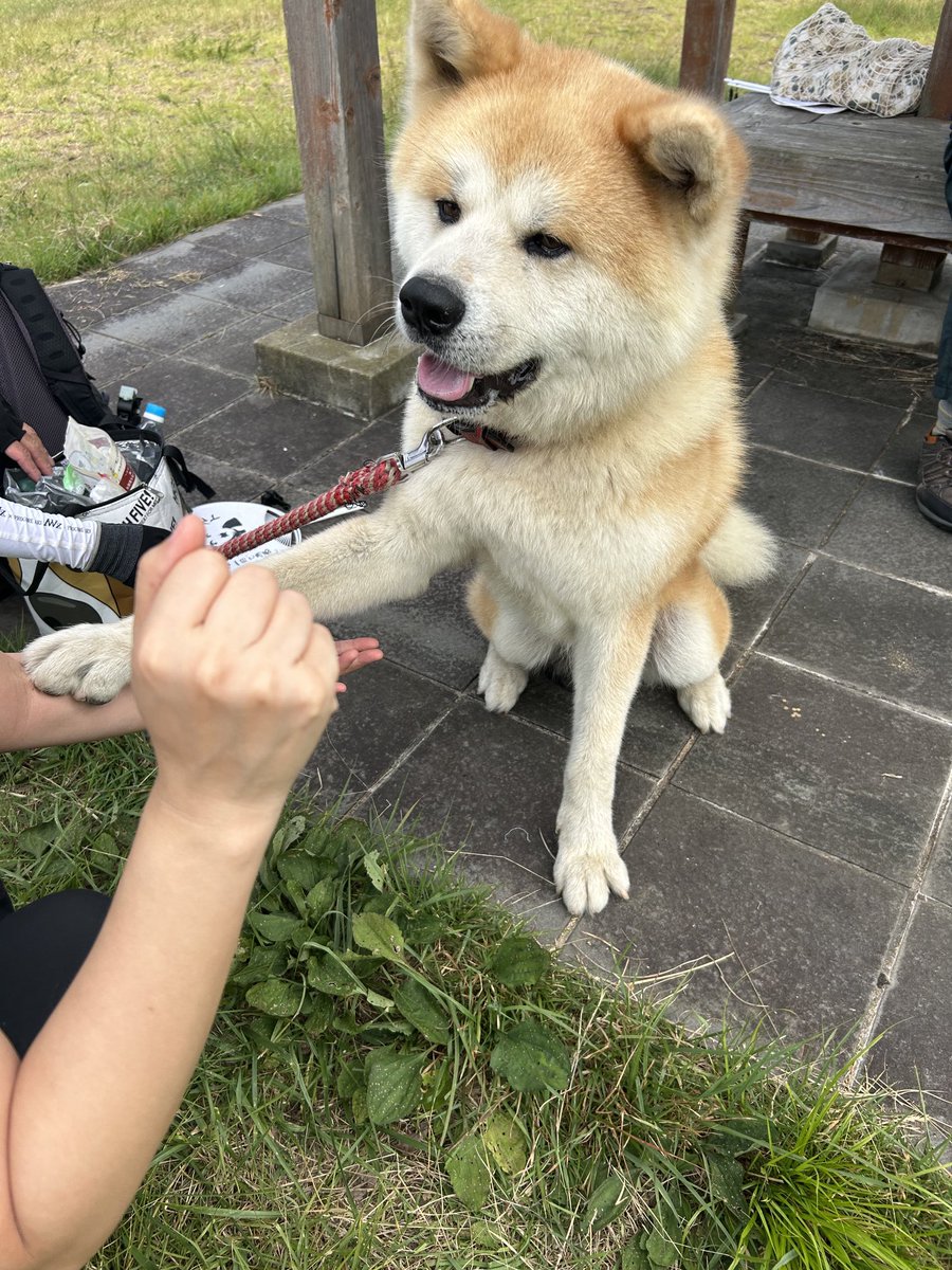 アクティビティジャパンの秋田犬とお散歩体験をしてきました🐕 お散歩のお供はマサくん（5才の男の子）で、アニマルセラピー犬でもあります。すごく甘えん坊で3回もヘソ天して可愛すぎた😍 また会いたいな🐕💕