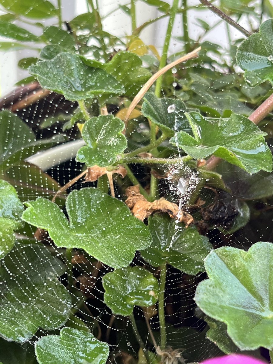 Morgentau und Nebel-  
Die ersten Anzeichen, dass der Hochsommer vorbei ist, oder?