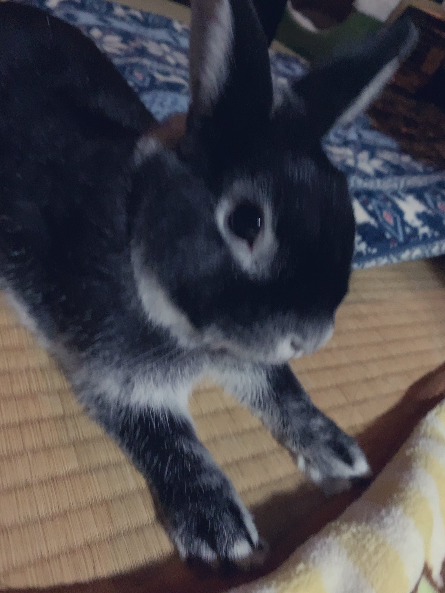 うさぎ♡ 598489a3fb7f9a6c8b60d45c8785cb