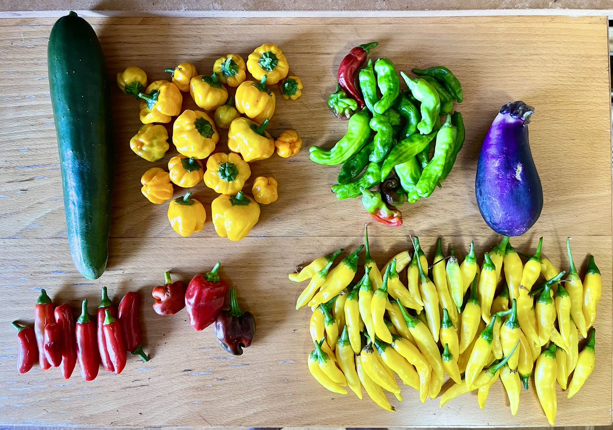 JRNHeadlines's tweet image. Japan Gardening News: A midsummer afternoon’s harvest.