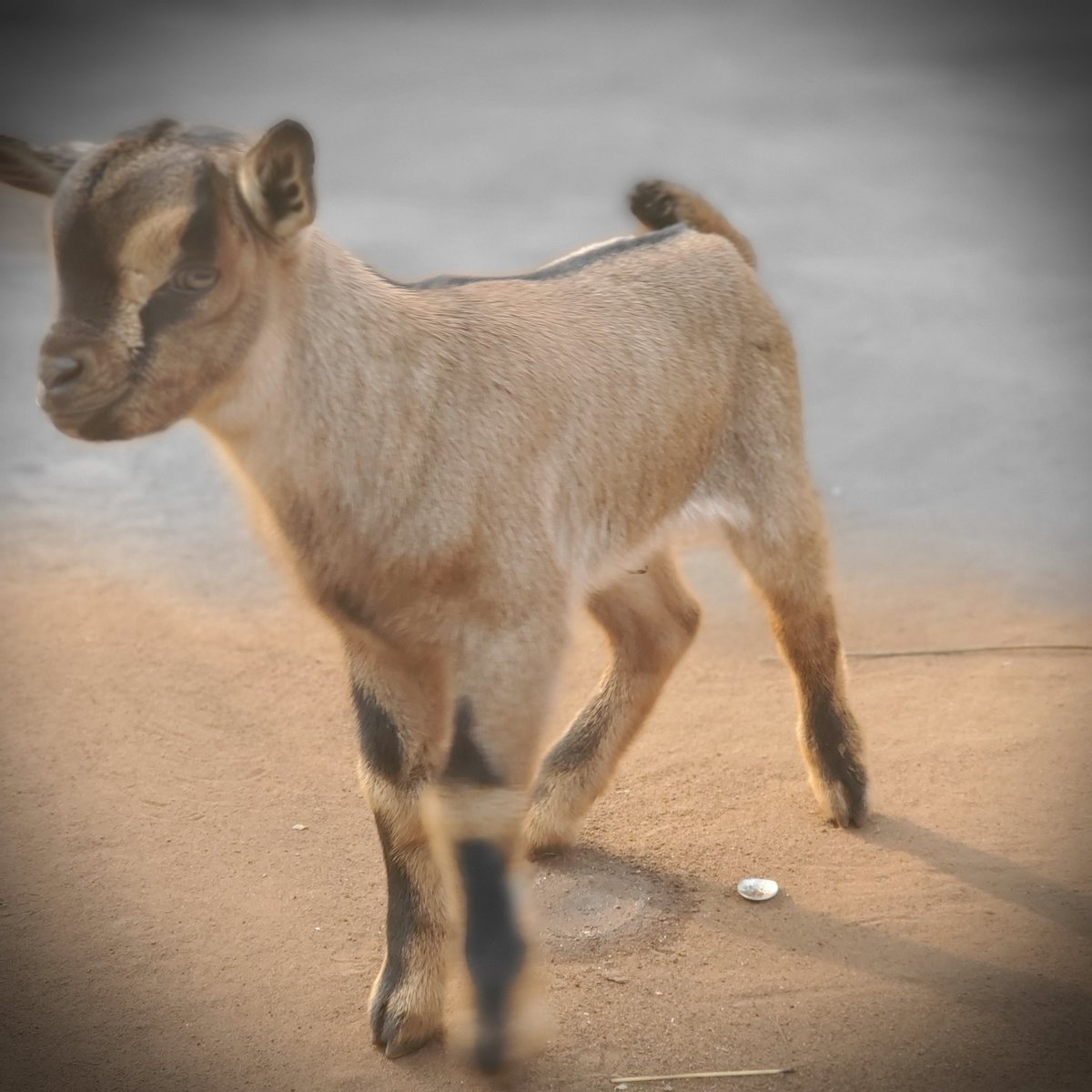 stephenokwai2's tweet photo. Here we go!!!
The newest arrival! This young goat may be small today, but it's full of big potential.
#goatproject
@Agriculfuture https://t.co/CE462Vtenl