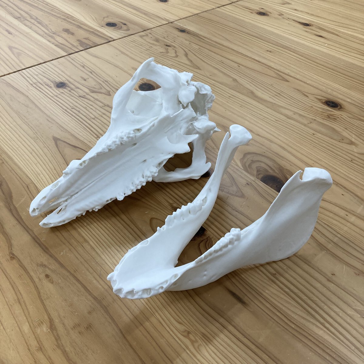 自作のブタ頭骨の標本を3Dスキャンしています！　#WF2025S  #ワンフェス