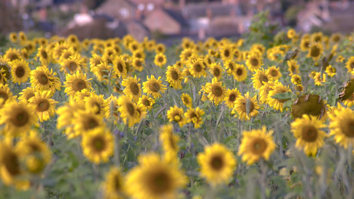 Fifty_and_Nifty's tweet photo. Fields of Sun - #flowers #flowerphotography #sunflowers #nature #naturephotography #summercolours #summerflowers🌸 #sᴜᴍᴍᴇʀᴠɪʙᴇs https://t.co/g38ljQg36A