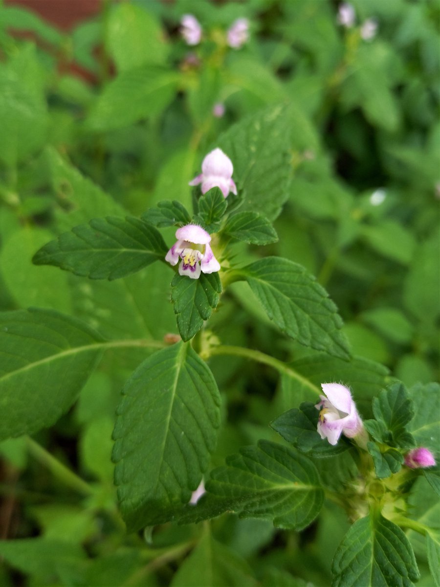 Stadtwurzel's tweet photo. Gemeiner Hohlzahn (Galeopsis tetrahit) - hier auf einer Kiesbrache. Er gehört zu den Pflanzen die da sind ohne wirklich wahrgenommen zu werden. Er ist ein Kulturfolger, der sich den Acker/Gartenbau der Menschen zu Nutze macht. Junge Blätter sind essbar. https://t.co/Ir1vJervLf