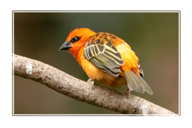 photos_dsmith's tweet photo. A male #Madagascar #Fody is clearly showing off his #bright #plumage. This small #bird is found on islands off the east coast of #Africa in the #IndianOcean. #birdphotography #birdwatching #wildlifephotography #birding. For more #images like this visit https://t.co/VilcfnO0ps https://t.co/mrdl1zqJ8z