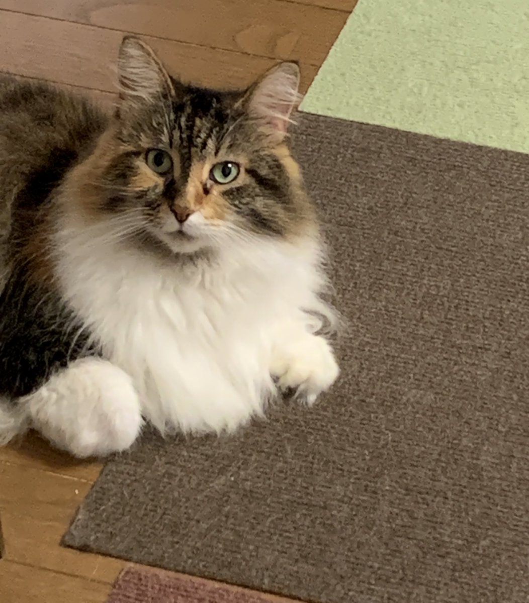 ZUm4bjmav7fjdCF's tweet image. 🐱こんにちニャン🐱
「CHEESE WONDER 」
7/16〜7/29までJR高島屋で開催されているので並んで買ってきました
これから食べます
#チーズワンダー
#ノルウェージャン
#猫好きさんと繋がりたい