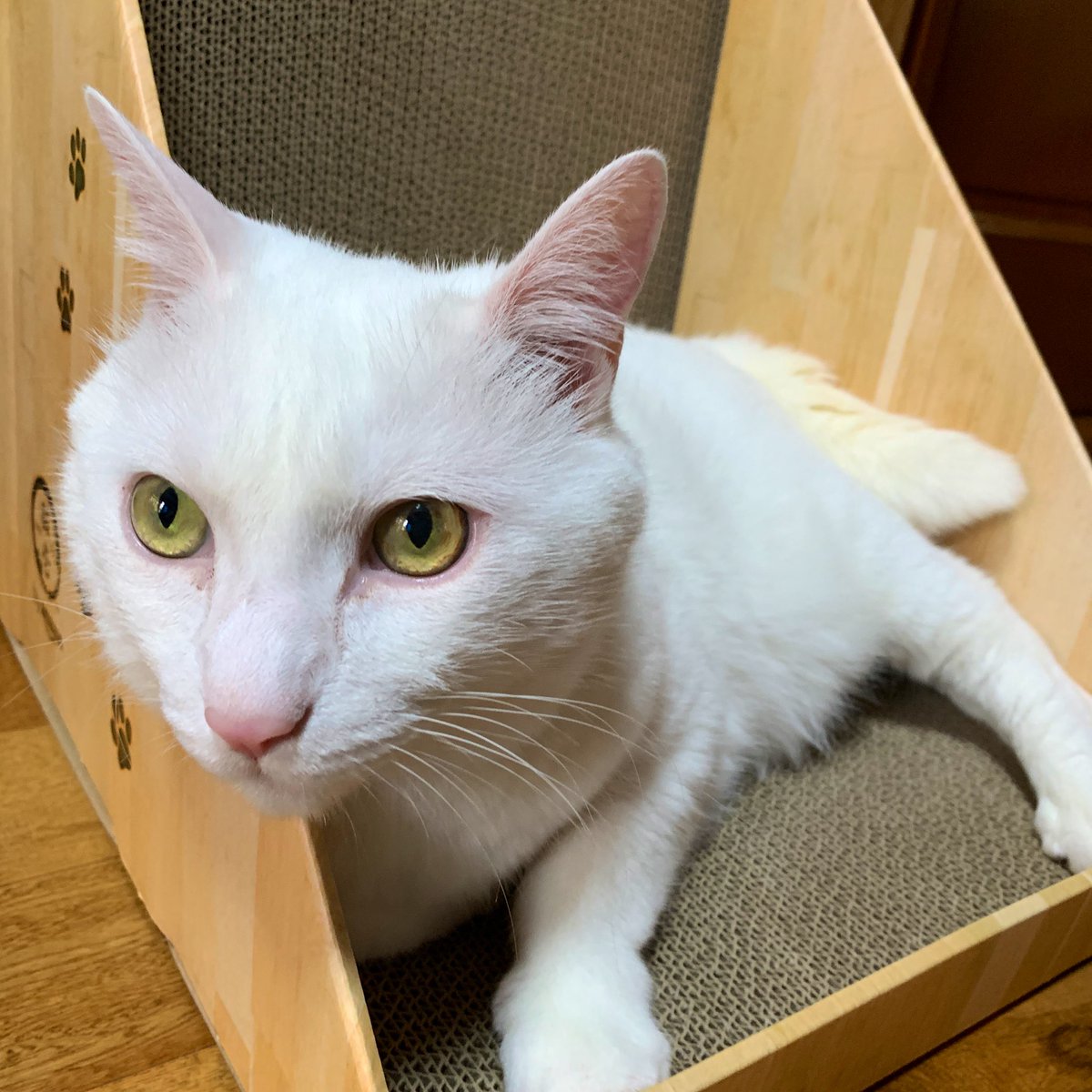 ❁ねこ❁ あるれるろ on X: