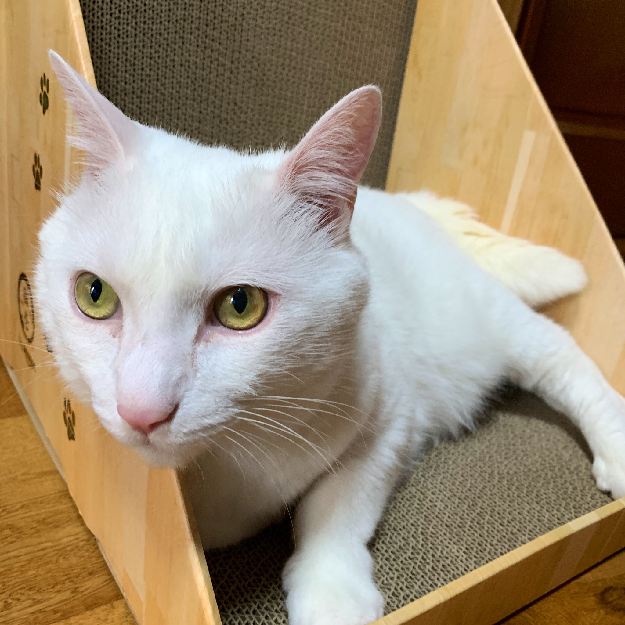 ねこ どっち on X: 