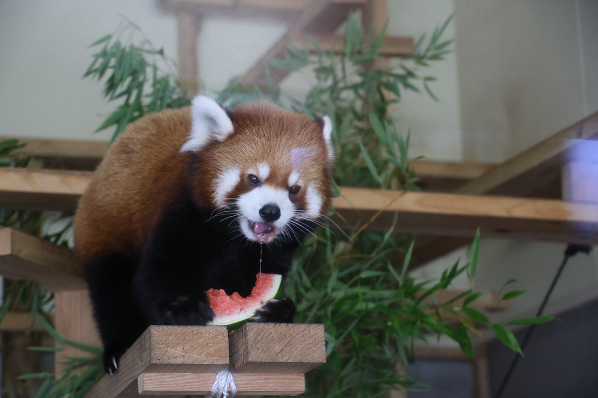 kitisukekiti's tweet image. 今日も元気だ
スイカ🍉がウマイ！
#到津の森公園 #レッサーパンダ
#アシタバ #スイカの食べ方はまだアマチュア