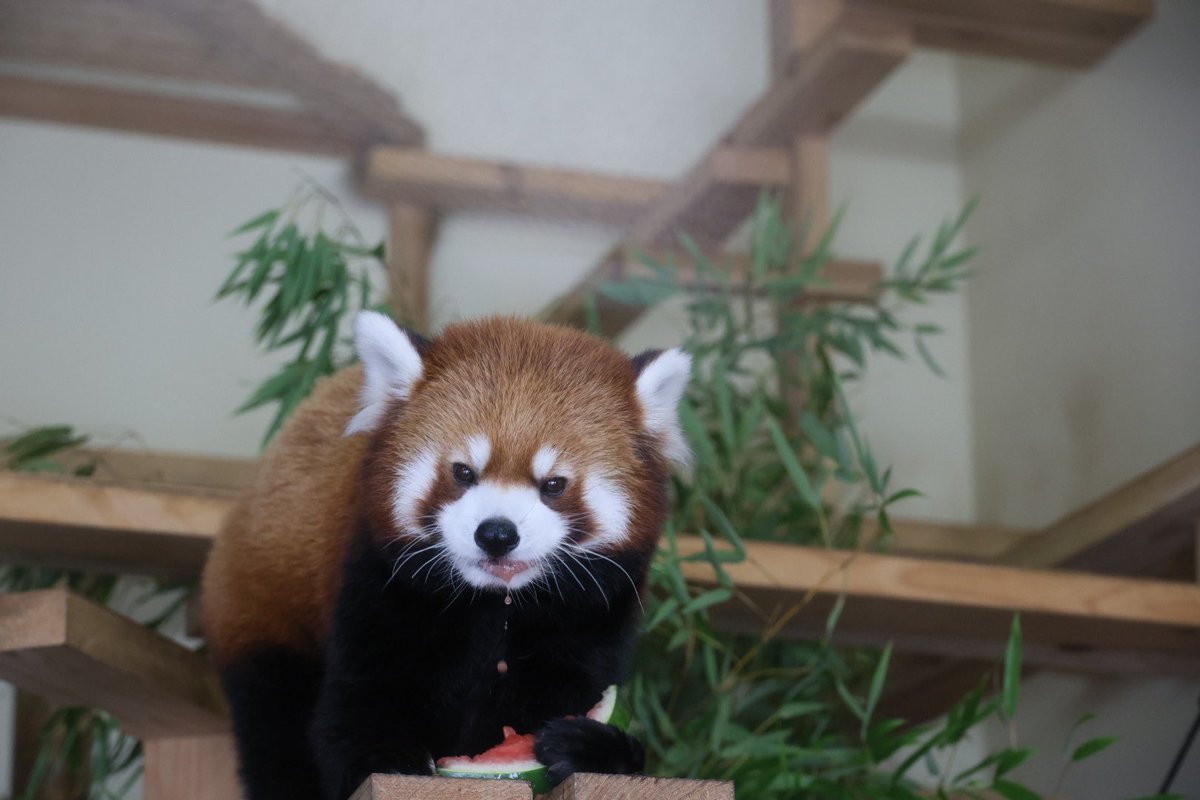 kitisukekiti's tweet image. 今日も元気だ
スイカ🍉がウマイ！
#到津の森公園 #レッサーパンダ
#アシタバ #スイカの食べ方はまだアマチュア