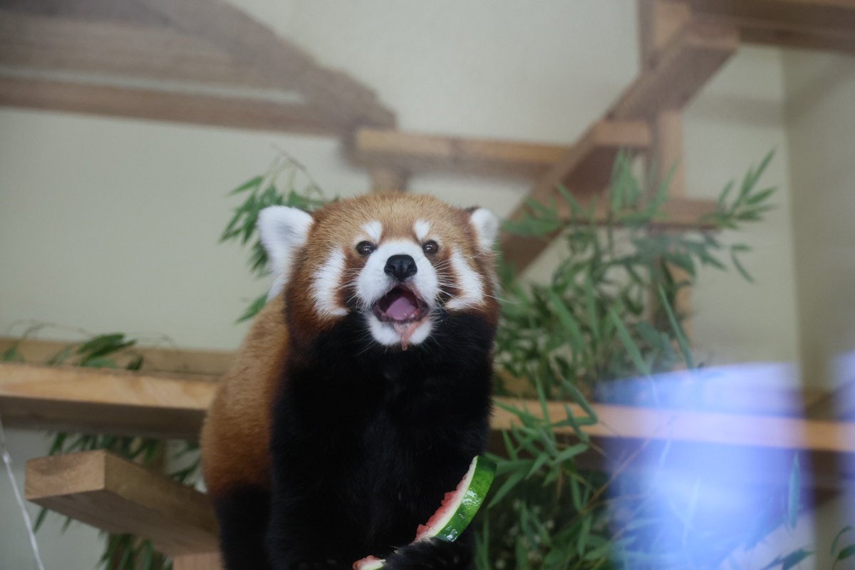 kitisukekiti's tweet image. 今日も元気だ
スイカ🍉がウマイ！
#到津の森公園 #レッサーパンダ
#アシタバ #スイカの食べ方はまだアマチュア