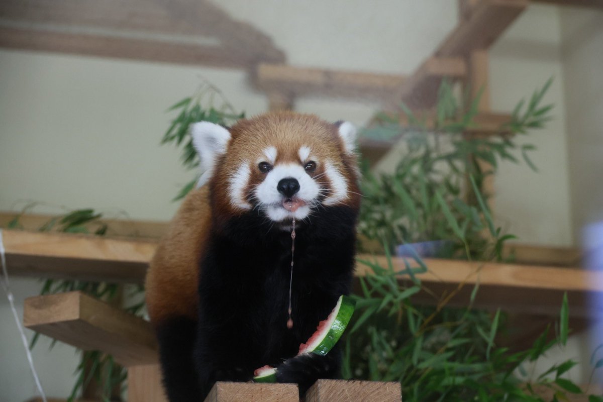 kitisukekiti's tweet image. 今日も元気だ
スイカ🍉がウマイ！
#到津の森公園 #レッサーパンダ
#アシタバ #スイカの食べ方はまだアマチュア