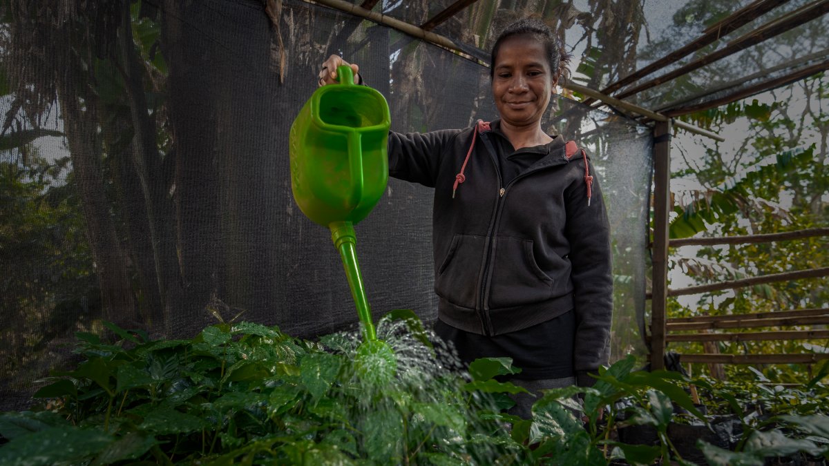 ADBPresident's tweet image. In Timor-Leste’s coffee-growing communities, I met farmers like Fernando and Angelica who proudly shared how new techniques are boosting yields, incomes, and food security.
Beyond short-term gains, they see this as an investment in their future—for their families, communities,…
