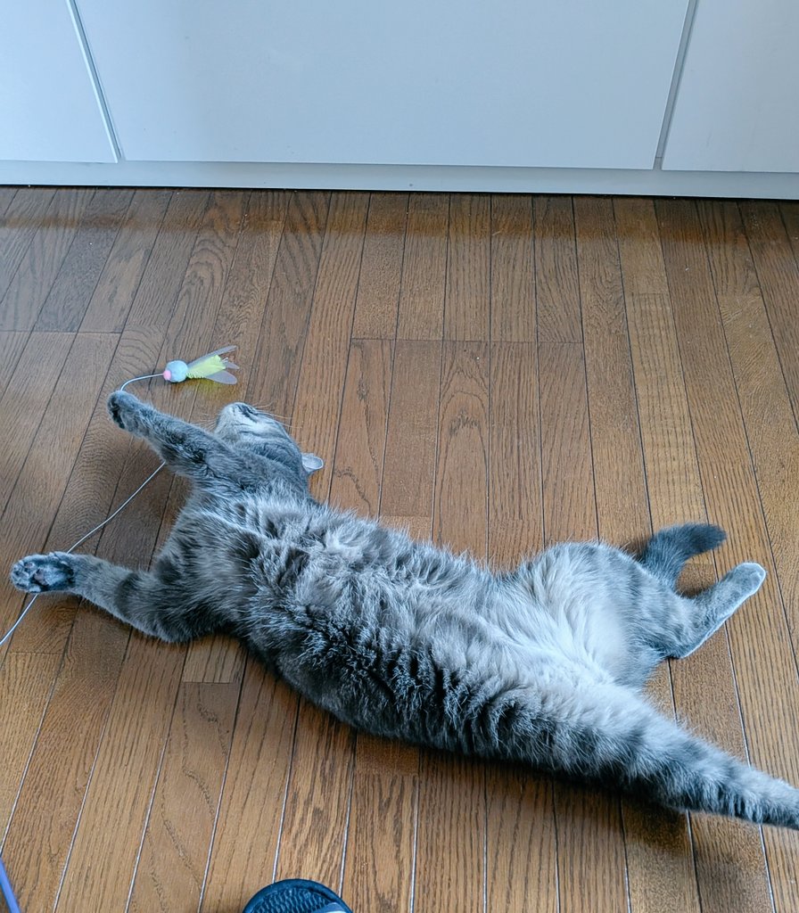 jiyukimama_tuna's tweet image. やる気無し。野生が無くなってる〜。ツナさん追いかけてジャンプして〜