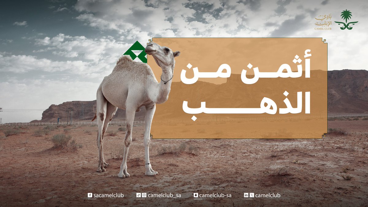CamelClub's tweet image. عند من يقدرها ..
تسرّ الناظر.. وتشرح الخاطر

#نادي_الإبل
