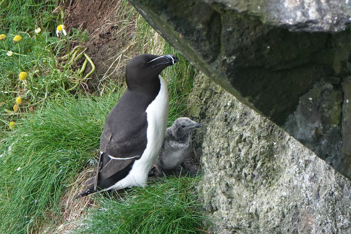 _Stickybeak's tweet image. The Rathlin seabird season is racing by so quickly! We're already seeing many of the Puffins preparing to leave, and some with big pufflings still in their burrows won't be far behind. Just a few late Razorbill and Common Guillemot chicks left now too #SuperSeabirdSunday