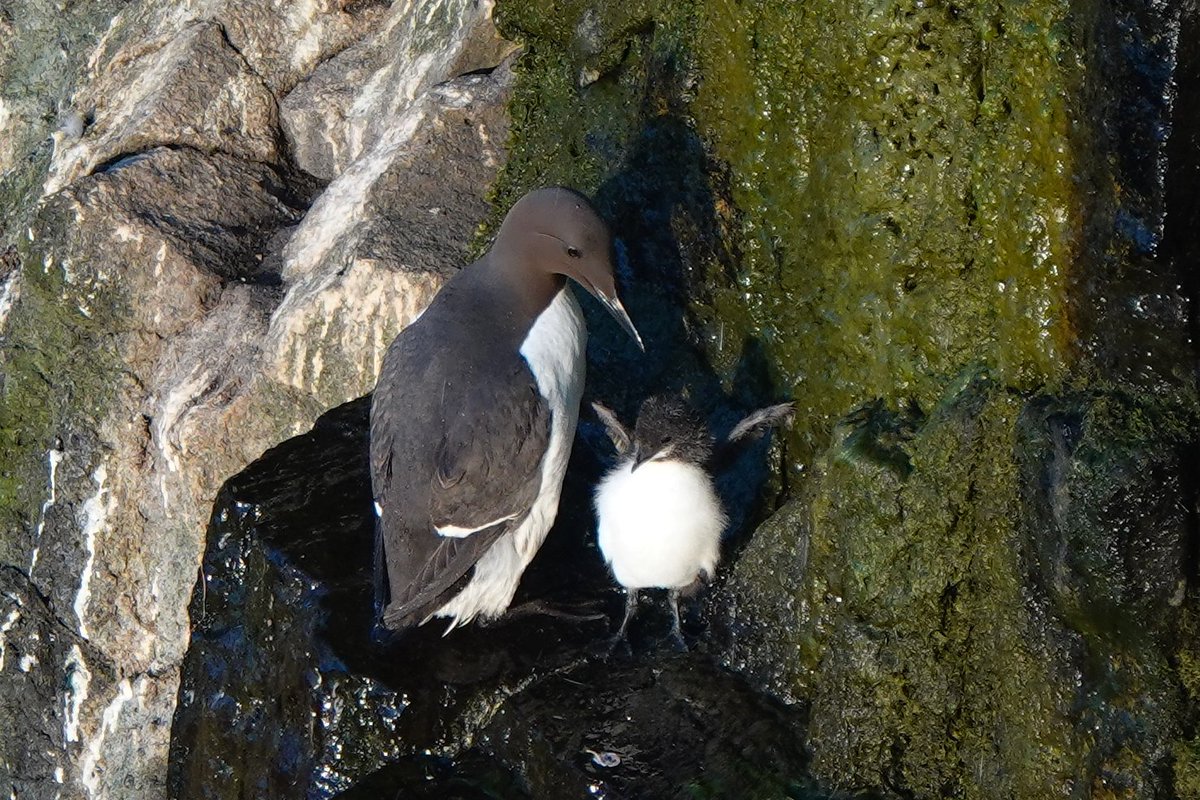 _Stickybeak's tweet image. The Rathlin seabird season is racing by so quickly! We're already seeing many of the Puffins preparing to leave, and some with big pufflings still in their burrows won't be far behind. Just a few late Razorbill and Common Guillemot chicks left now too #SuperSeabirdSunday