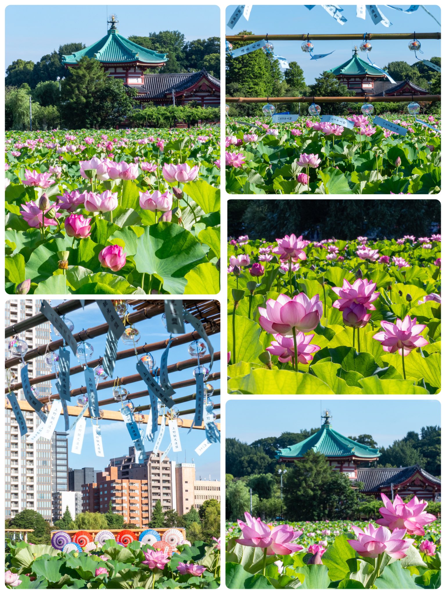 花園の迷宮　試写状10枚 三重県の絶景】かざはやの里の梅撮影記－メルヘンな雰囲気漂う梅