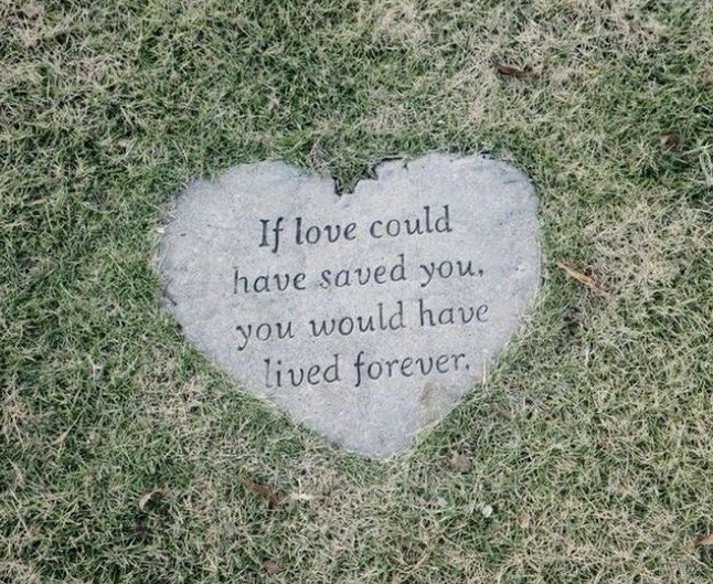 Shortcake 🍓🍰🍀 (@poundcakepet) on Twitter photo 