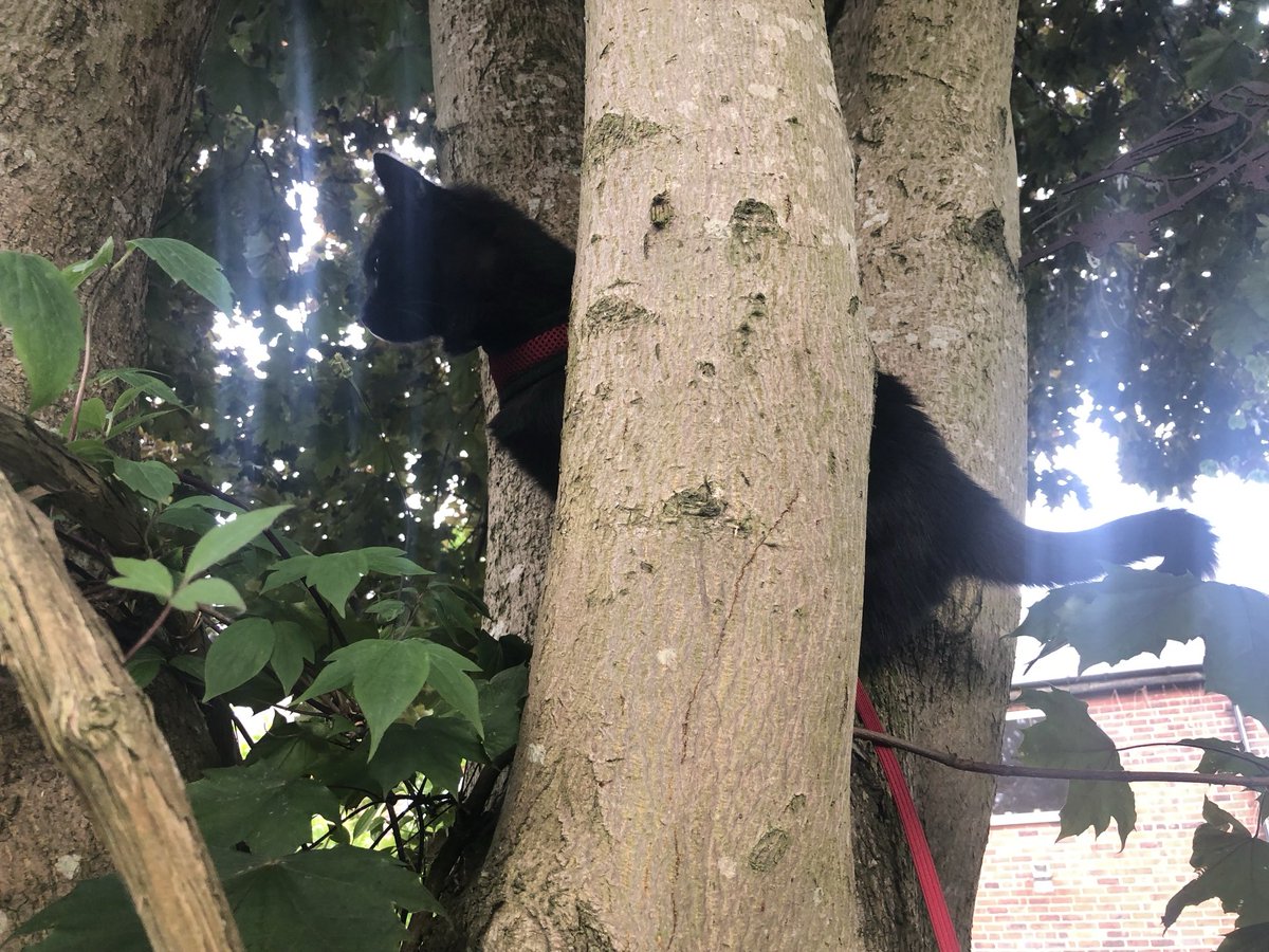 Happy 4th Birthday to Gracie xx She’s already had her treats🎁🎁 and might get to design a box or 2 later 😋😋 Sounds like a good day for her once she’s had a #Hedgewatch patrol 🐾🐾#CatBoxSunday