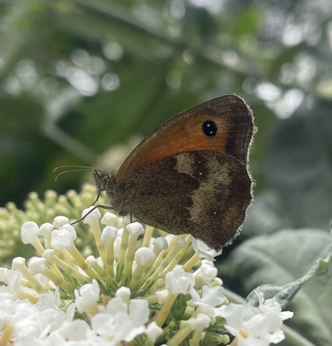 W82Matt's tweet image. Nice Gatekeeper/Hedge Brown in garden this morning @savebutterflies @BNAscience @barnsley_nats