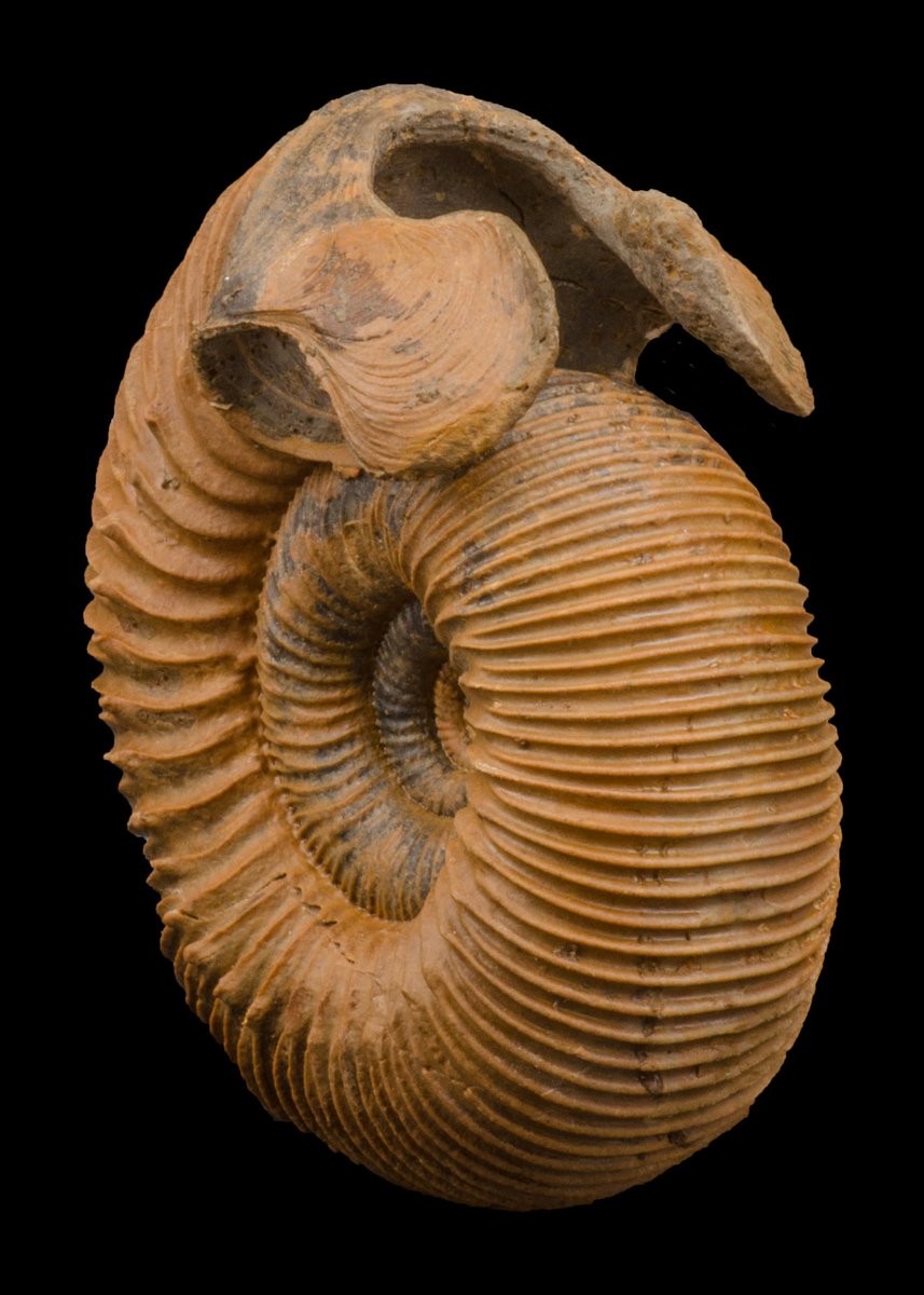 BigBangSciCom's tweet image. Un fossile de normannite, un genre d&apos;ammonite évolué fortement nervuré

Crédits : Tim Haye

#Fossil #fossile #paléontologie #Palaeontology #animaux #nature