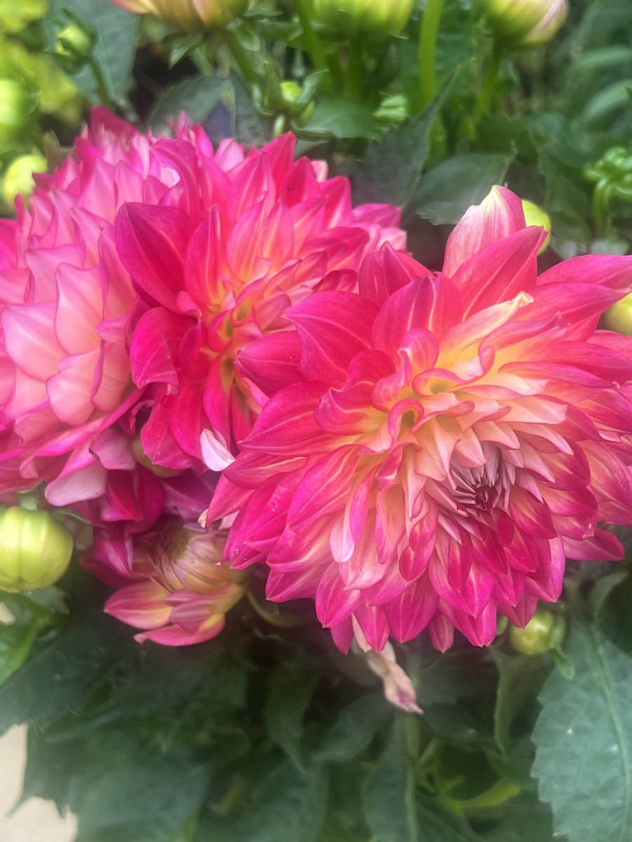 Trinkle96619465's tweet image. #SundayInThePink ๐ Good morning ๐ My new Dahlia, because I needed it. ๐
